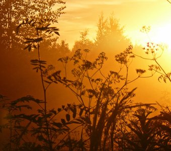 Летнее тепло