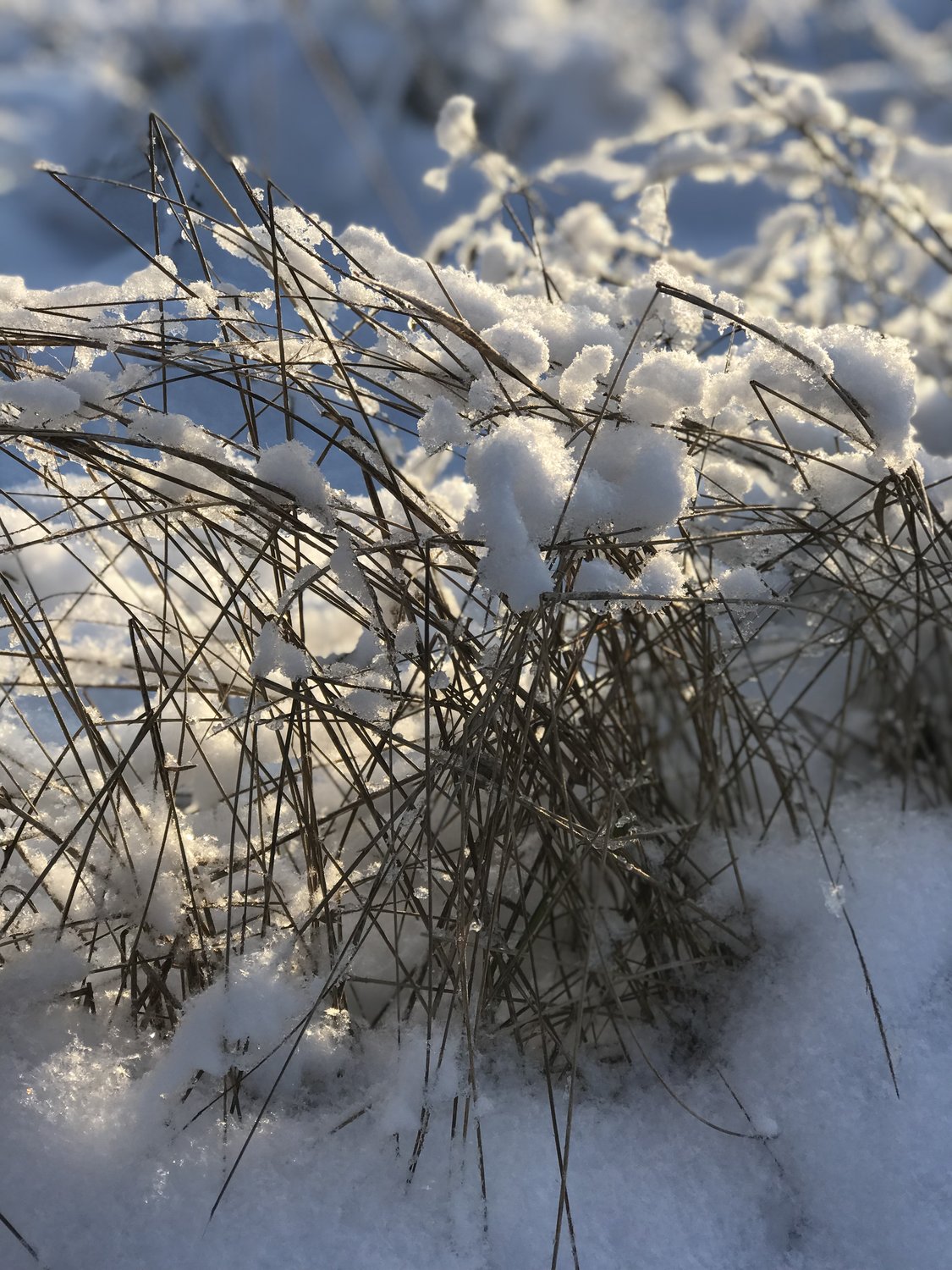 Мороз и солнце