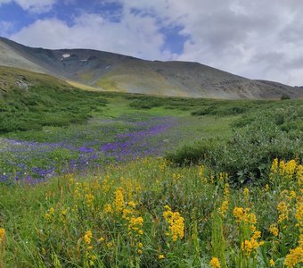 Цветочные реки