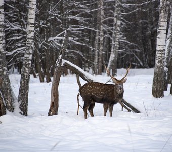 Пятнистый олень