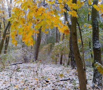 Первый срег