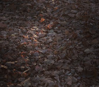 луч в осени