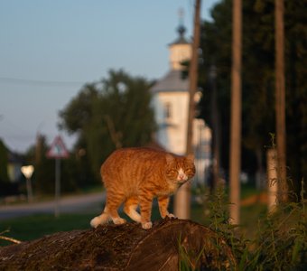 На родных улицах