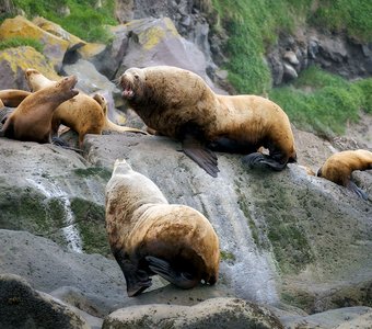Серьезный разговор с секачем