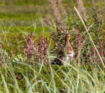 Новый старт