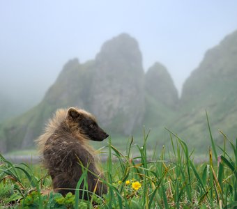 "Суровый дом песца", Командорский песец, о. Янкича, Северные Курилы