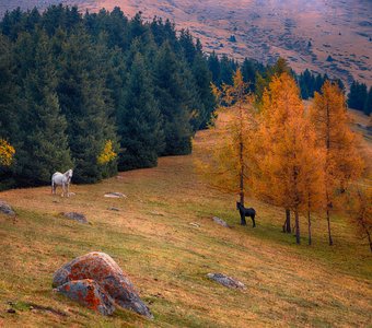 Осенние истории