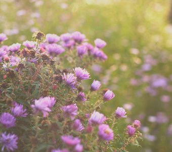 Купаясь в лучах заходящего солнца