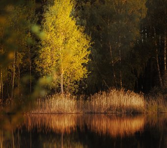 Облитые солнцем