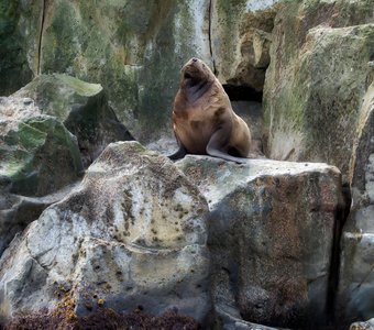 Ловлю солнца луч