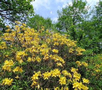 Желтый рододендрон в Ташлы-Талинском лесу