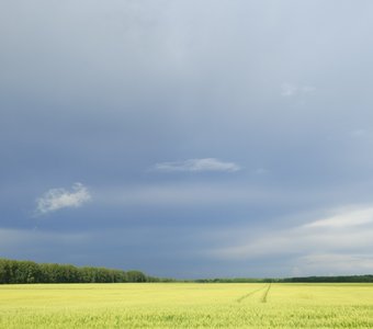 Перед грозой