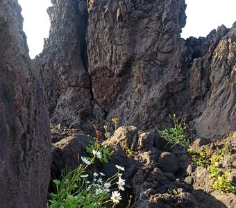 Марсианские пейзажи. Лавовое плато Янкито