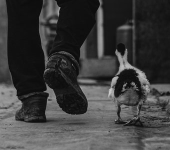 Братья наши меньшие