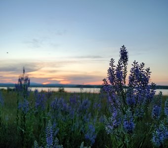 Цветущая красота озера