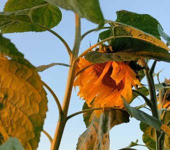 Закатное поле подсолнухов