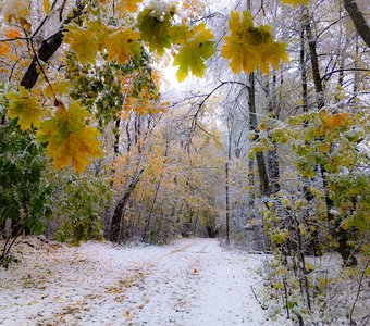 Первый снег