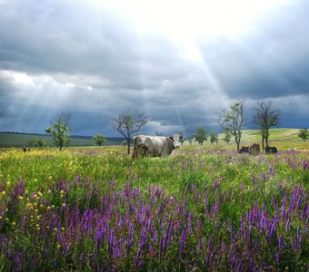Степь Ставропольского Края