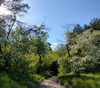 Прогулка среди цветущих яблонь