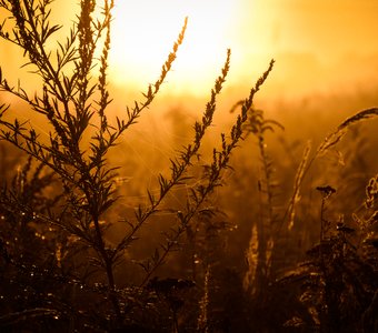 Новый Рассвет