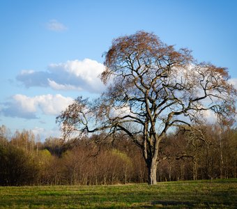 Одинокое дерево
