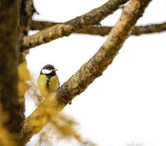 Яркая осень