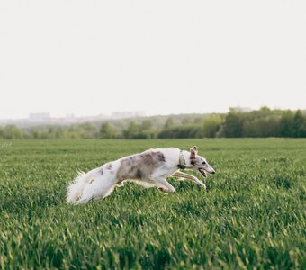Бегущий с ветром