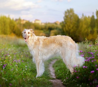 Гордость России