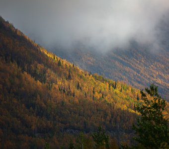 Желтые шапочки леса