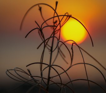 Солнышко запуталось