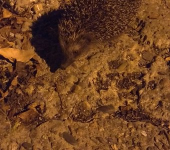 Ёжик не в тумане.