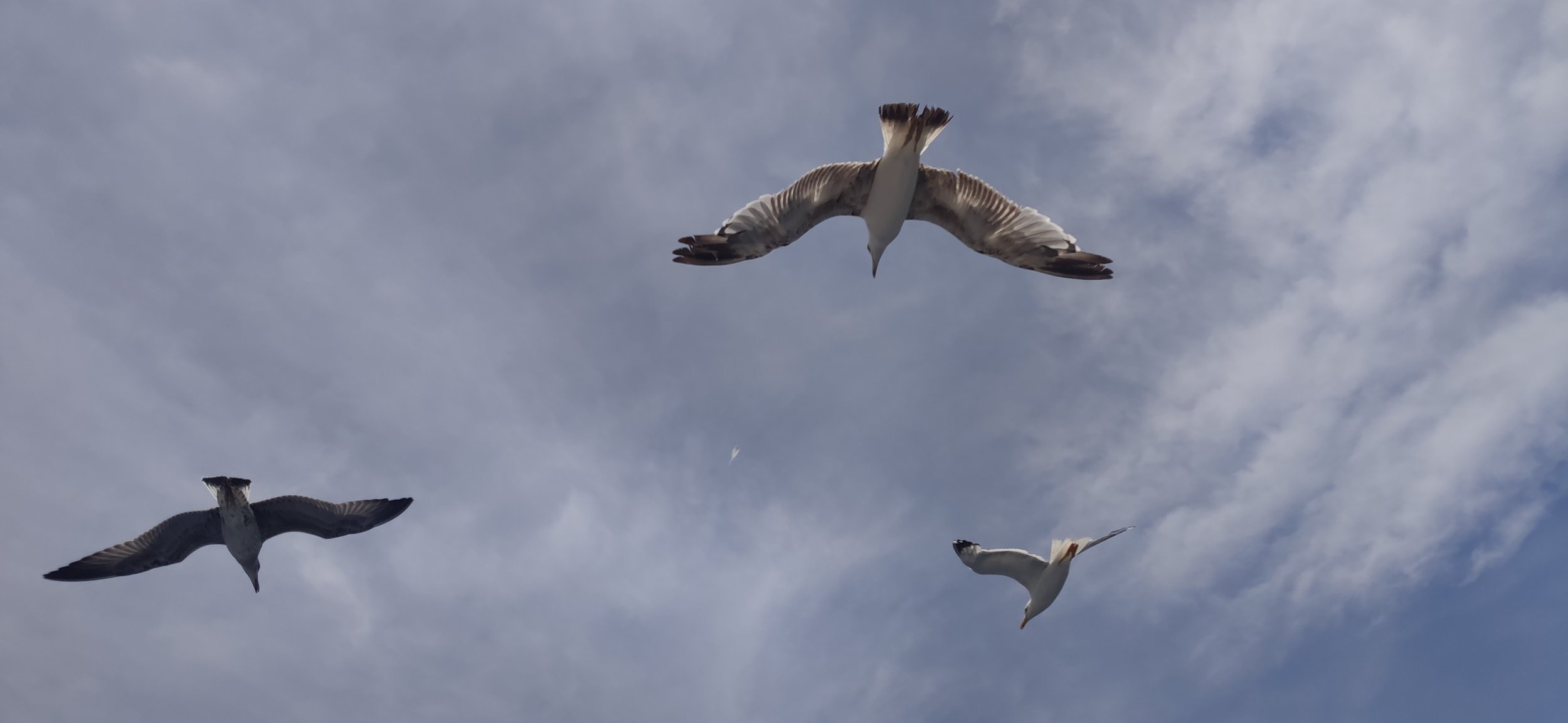 Крымские чайки голодны до общения