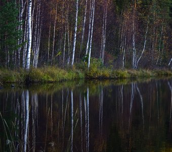 Лесное зеркало