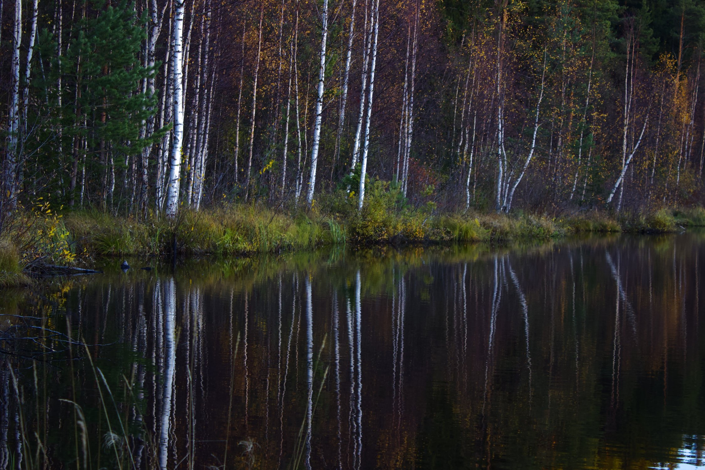 Лесное зеркало
