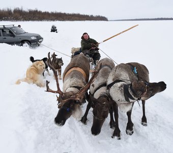 А олени лучше-1