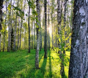 Рассвет в берёзовой роще