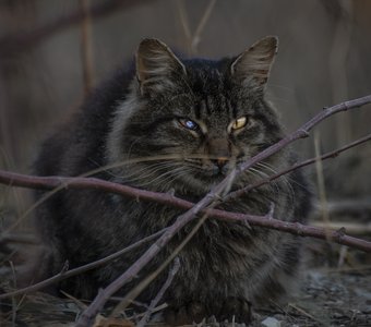 Один глаз на горизонт