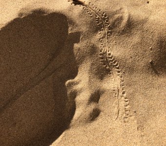 Следы на песке