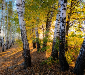 Березы в свете заката
