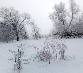 Зимний пейзаж с шиповником
