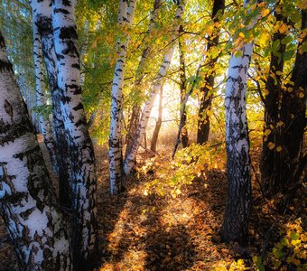 Стволы берез