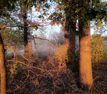 Свет заходящего солнца