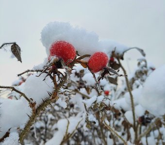 Шиповник в снегу