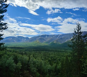 Тайга летом на Крайнем Севере