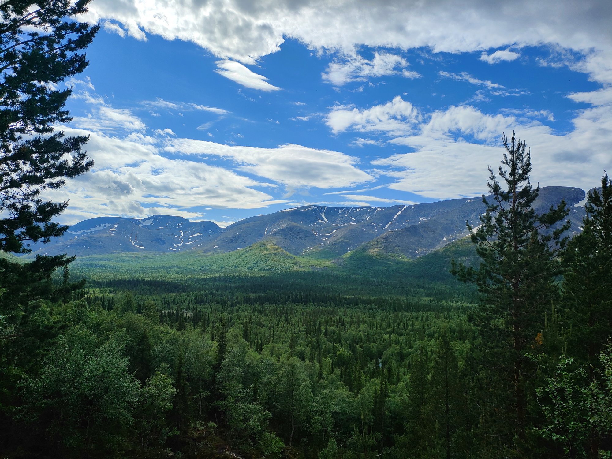 Тайга летом на Крайнем Севере