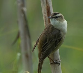 Портрет Камышовки-барсучка