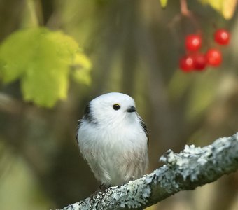 Осенний Ополовник