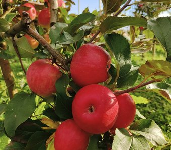 Урожай яблок