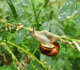 Поспешай, не торопясь