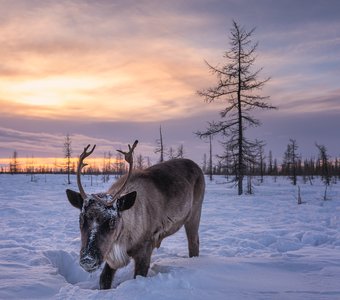Копытим потихоньку...